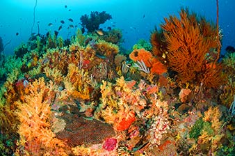 Coral garden