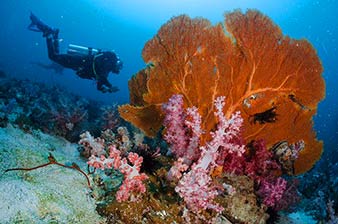 Fan coral