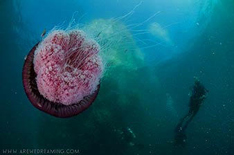 Jellyfish