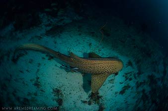 Leopard Shark
