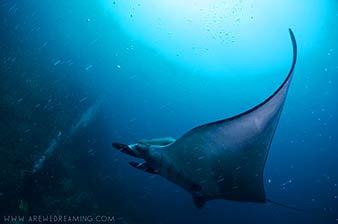 Manta Ray